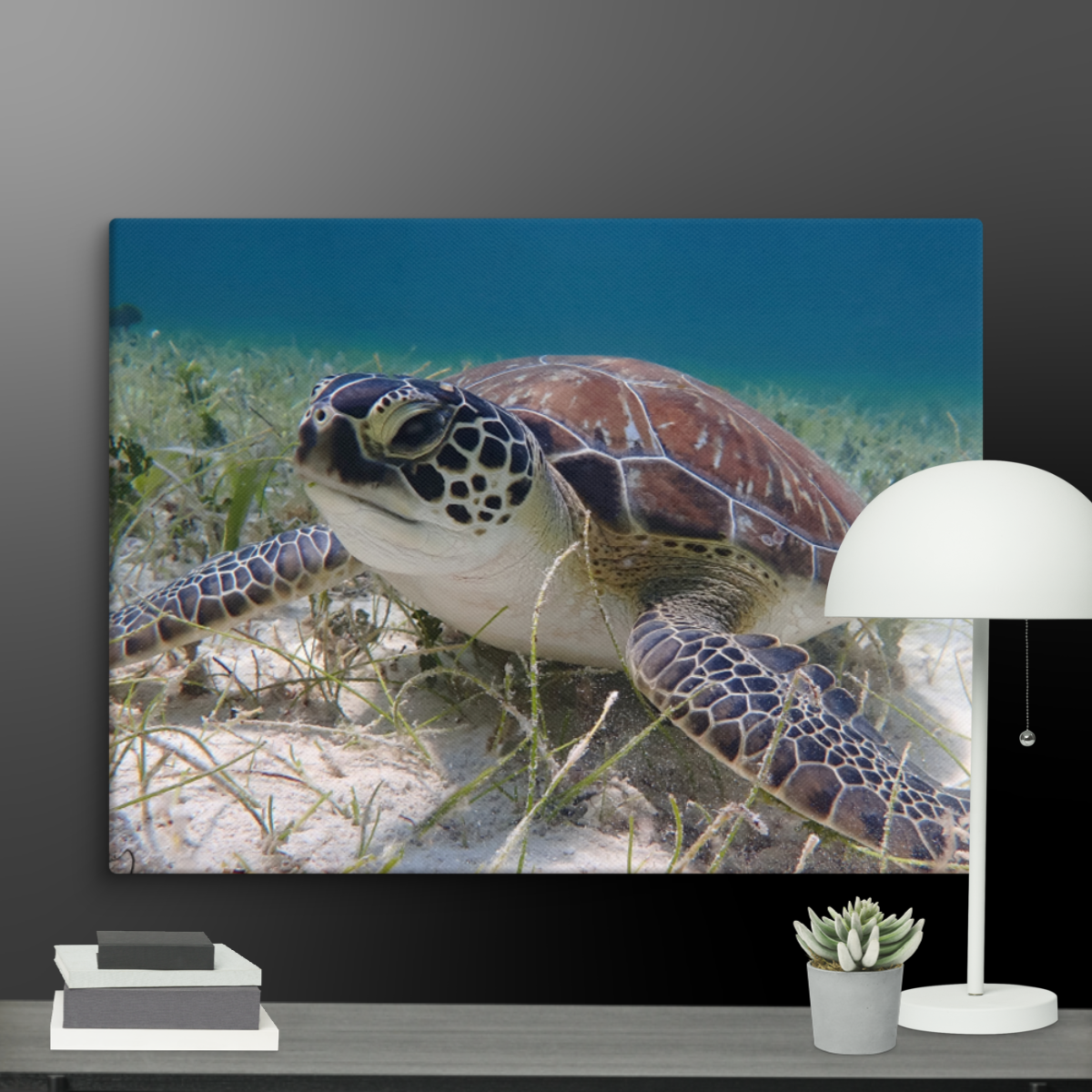 Green Sea Turtle Hovering in the Seagrass